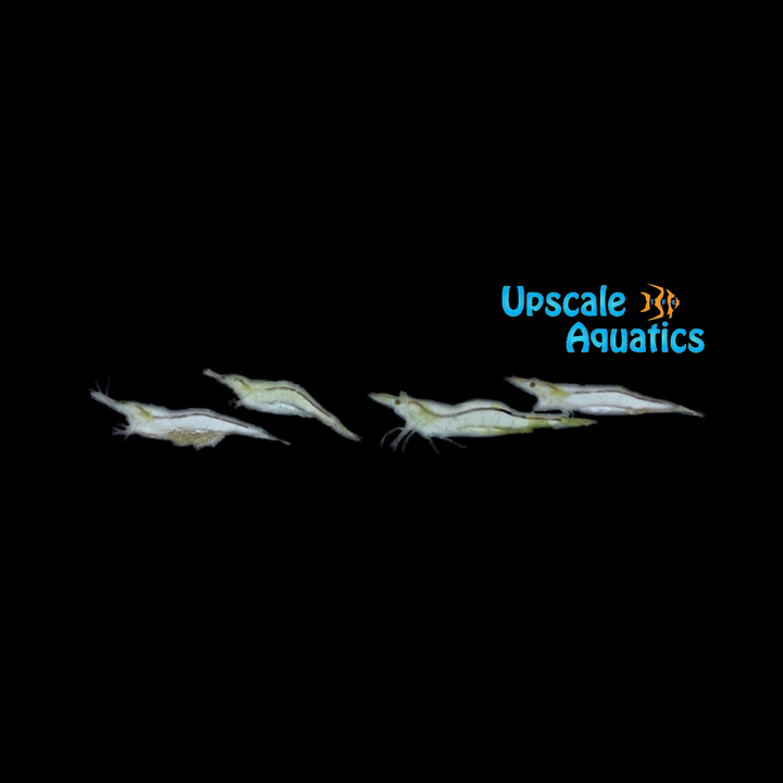 Short Nose Algae Shrimp (Caridina longirostris)