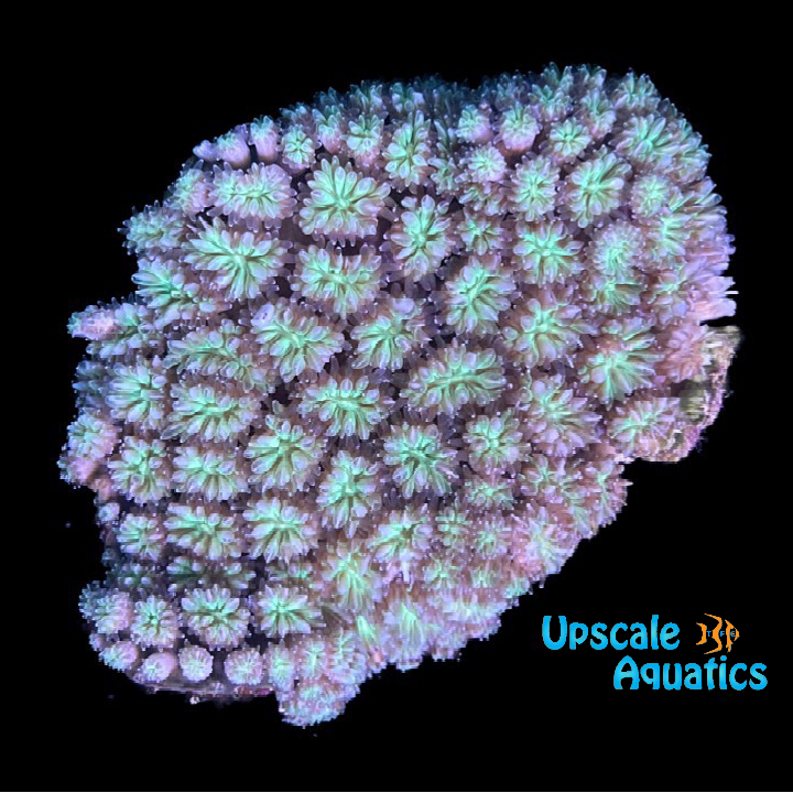 Green Galaxea Coral (Galaxea fascicularis)