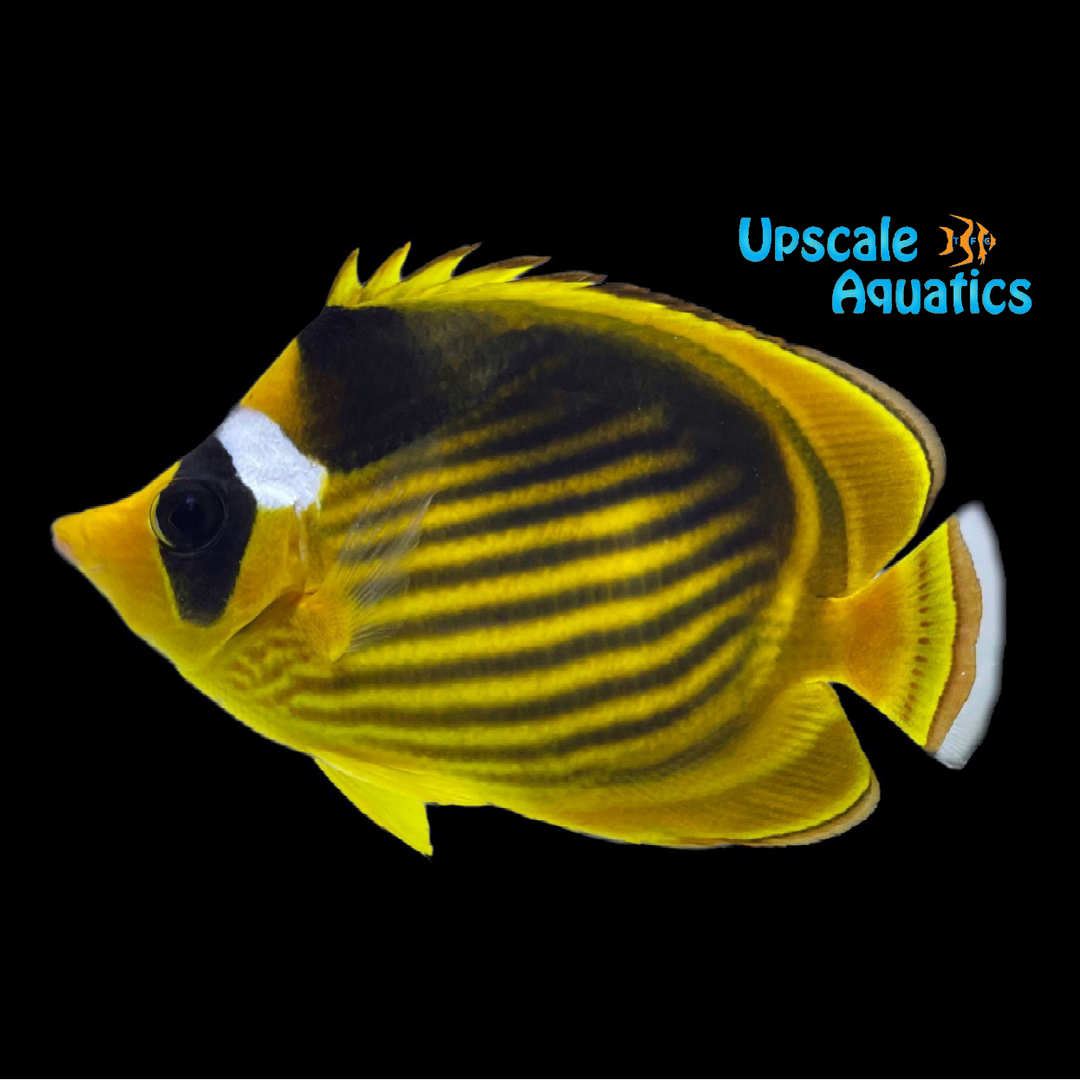 Diagonal Butterfly (Chaetodon fasciatus)