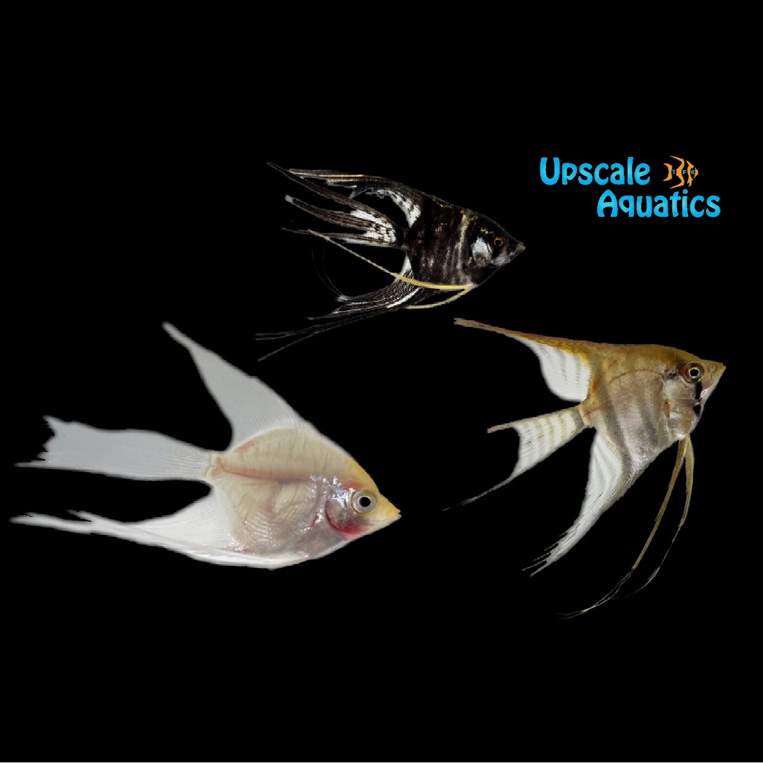 Assorted Veil Angelfish (Pterophyllum scalare)