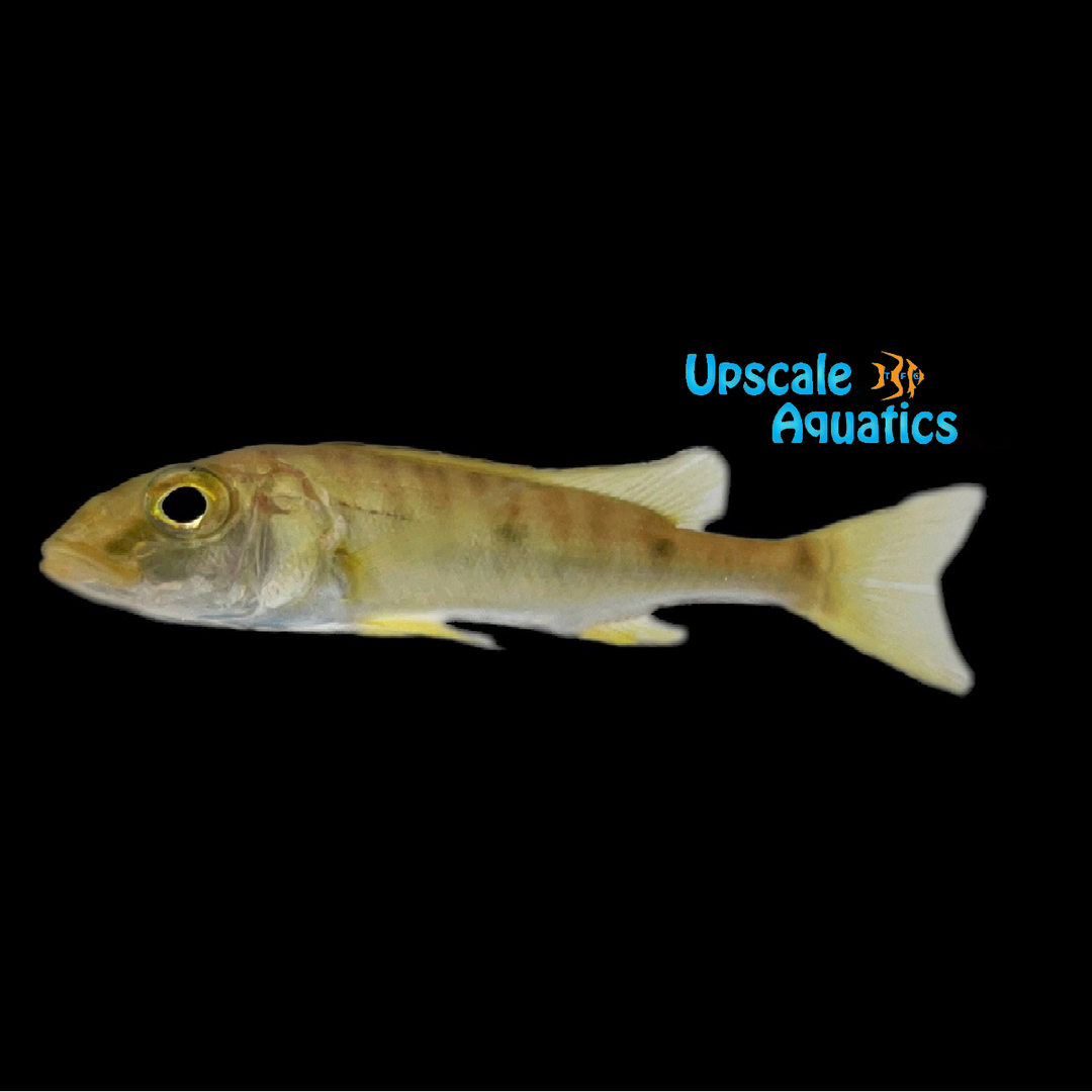 Emperor Cichlid (Boulengerochromis microlepis)