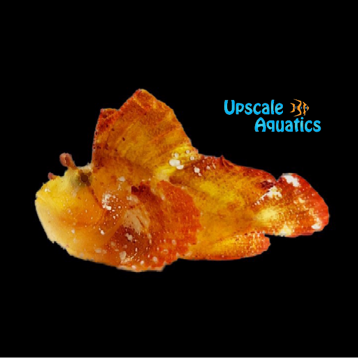Fireball Leaf Fish (Taenianotus triacanthus)