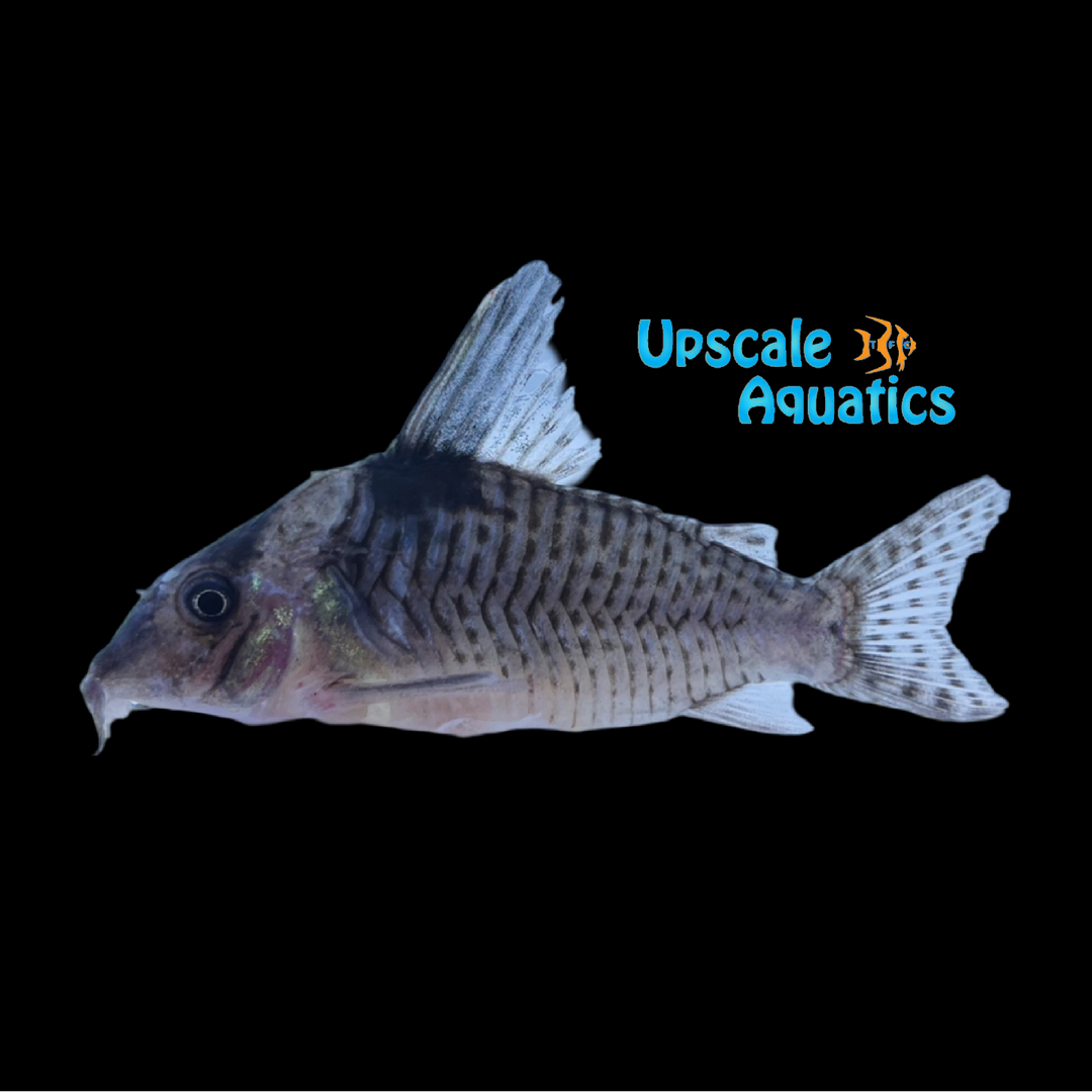 Melanistius Cory (Corydoras melanistius)