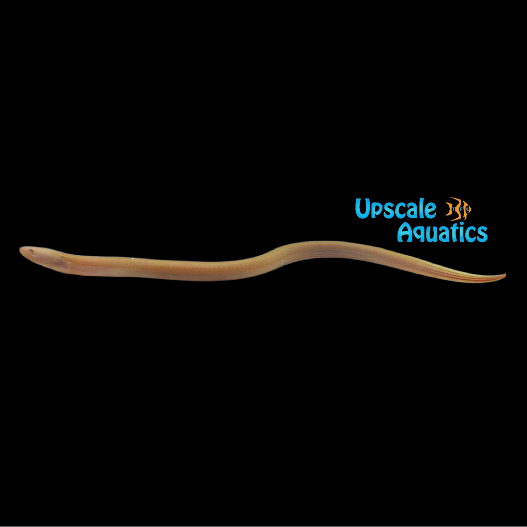 Albino Asian Swamp Eel (Monopterus javanensis)