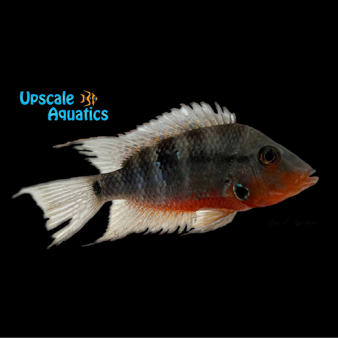 Firemouth Cichlid (Thorichthys meeki)