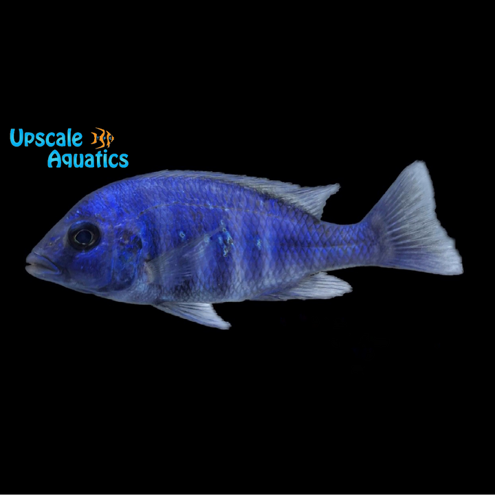 Star Sapphire Cichlid (Placidochromis sp. phenochilus Lupingu)