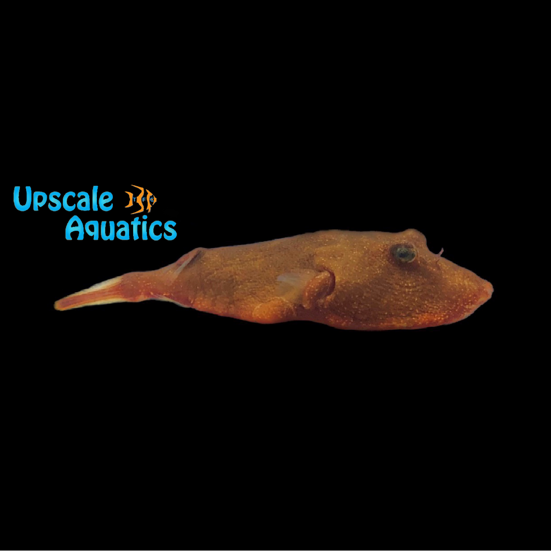Red Congo Puffer (Tetraodon miurus)