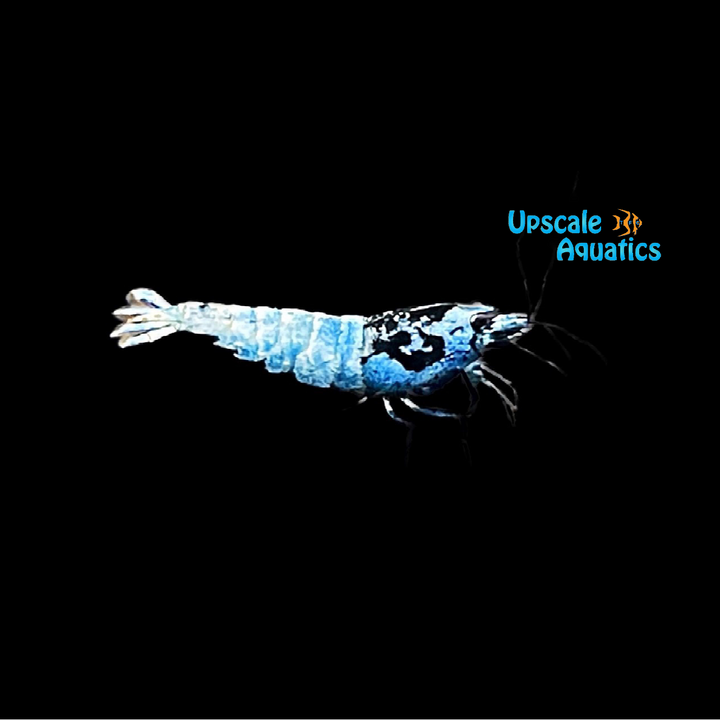 Blue Bolt Shrimp (Caridina cantonensis blue bolt)