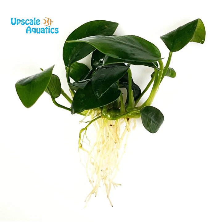 Bonsai Anubias (Anubias nana 'bonsai')