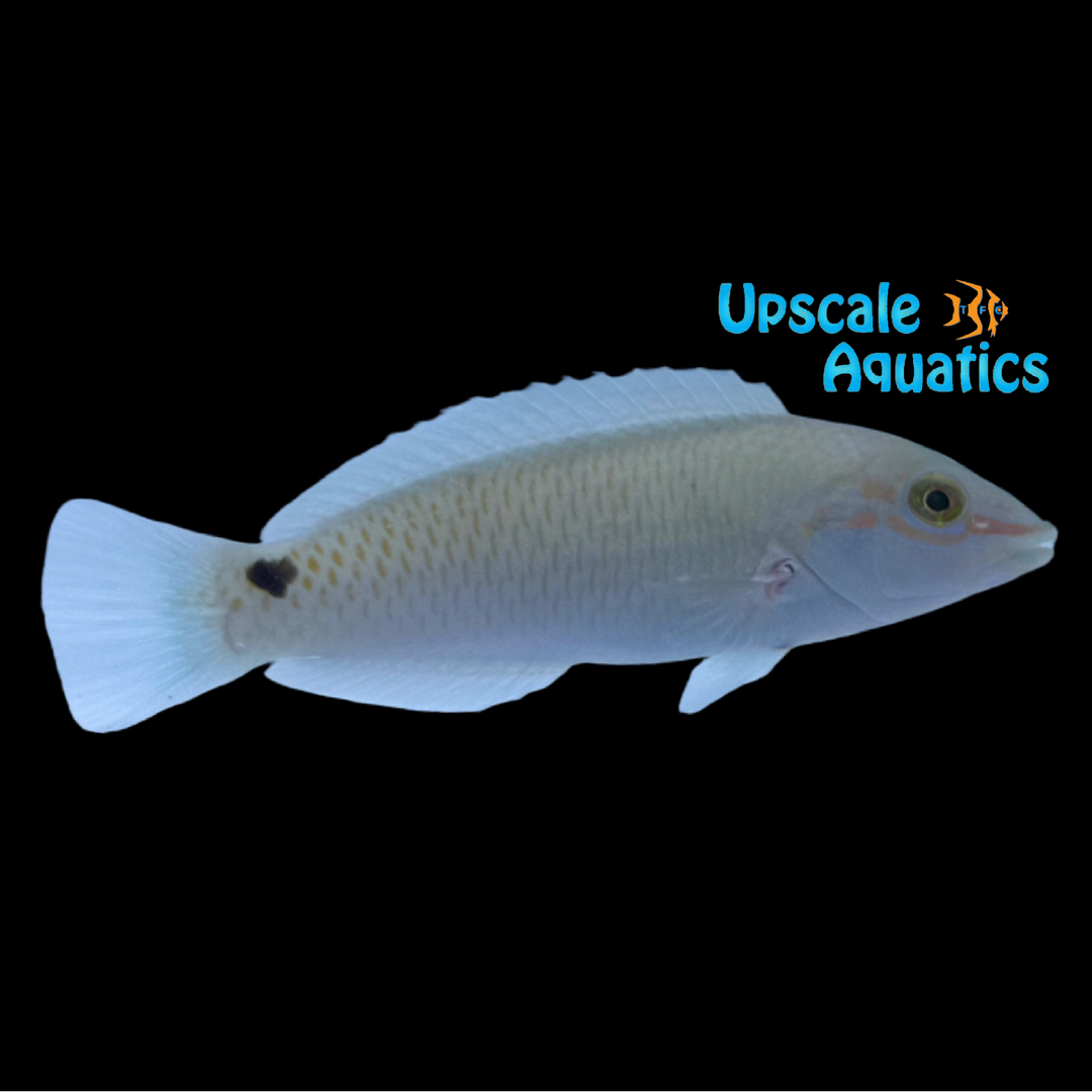 Threespot Wrasse (Halichoeres trimaculatus)