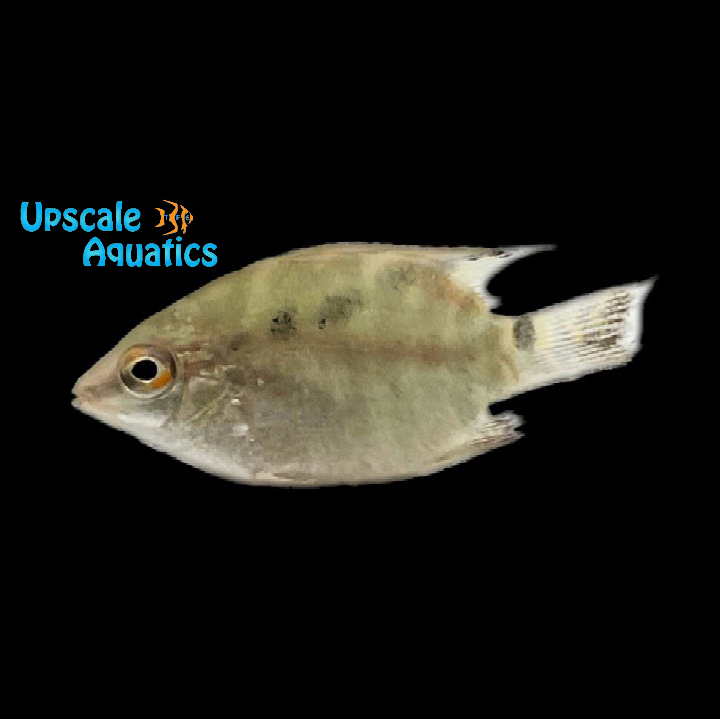 Insignis Festivum Cichlid (Mesonauta insignis)