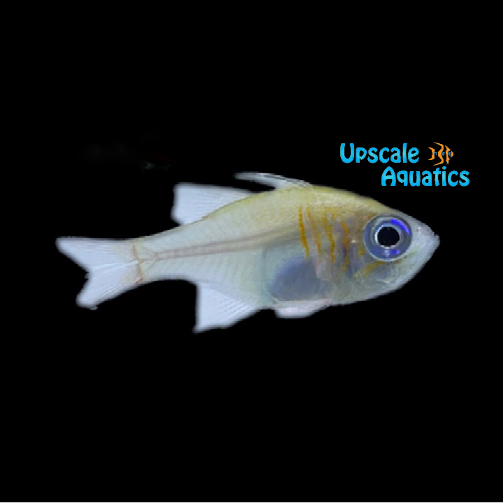 Threadfin Cardinalfish (Zoramia leptacantha)
