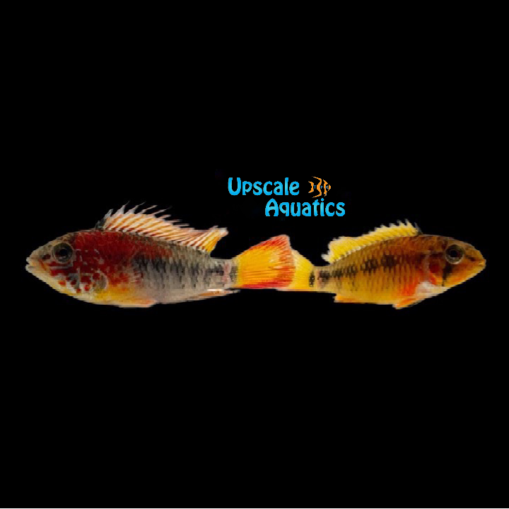 Apisto. Macmasteri 'Ashaninka' Extreme Red (Apistogramma macmasteri 'ashaninka')