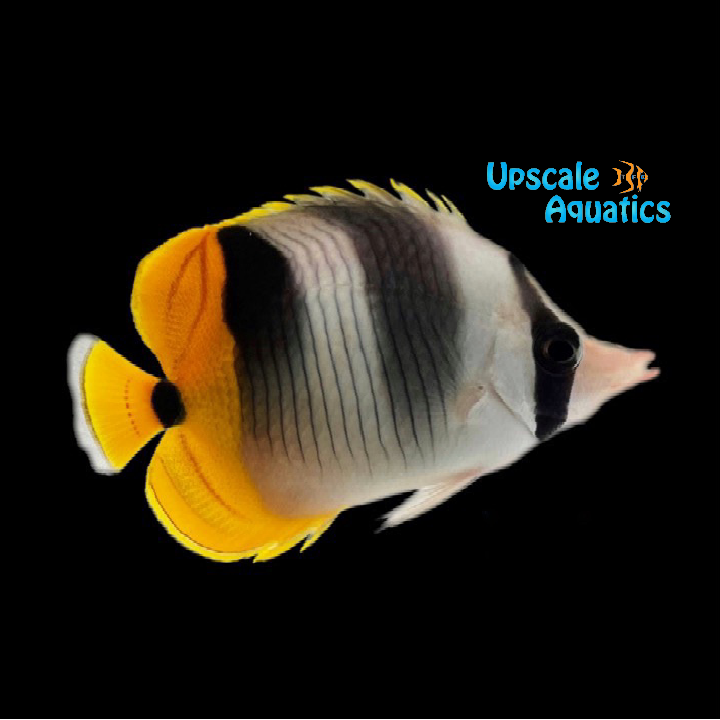Double Saddle Butterfly (Chaetodon ulietensis)