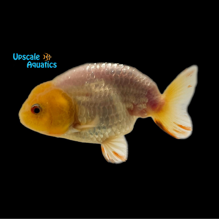 Assorted Ranchu Goldfish (Carassius auratus)