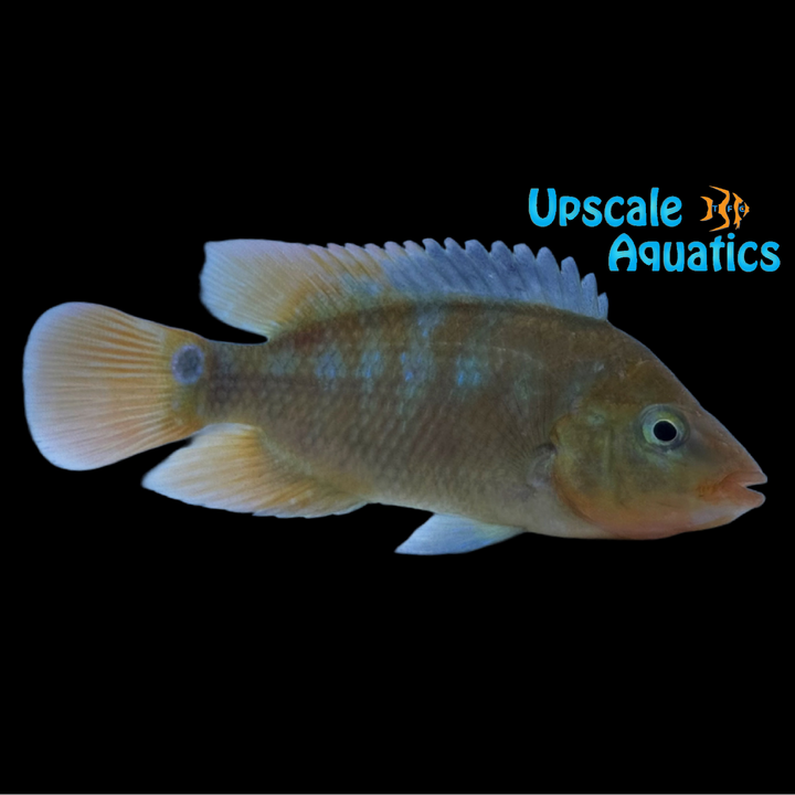 Red Terror Cichlid (Mesoheros festae)