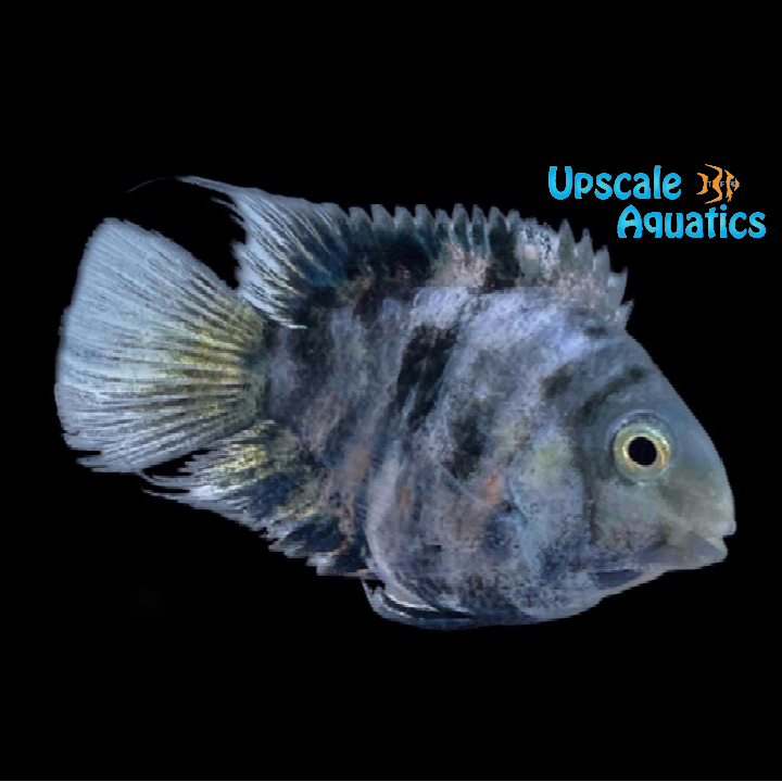 Marbled Kune Parrot Convict Cichlid (Cryptoheros sp.)