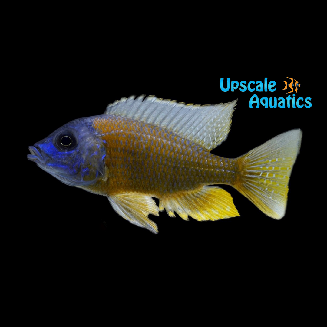 Redfin Borleyi Cichlid (Copadichromis borleyi Kadango)