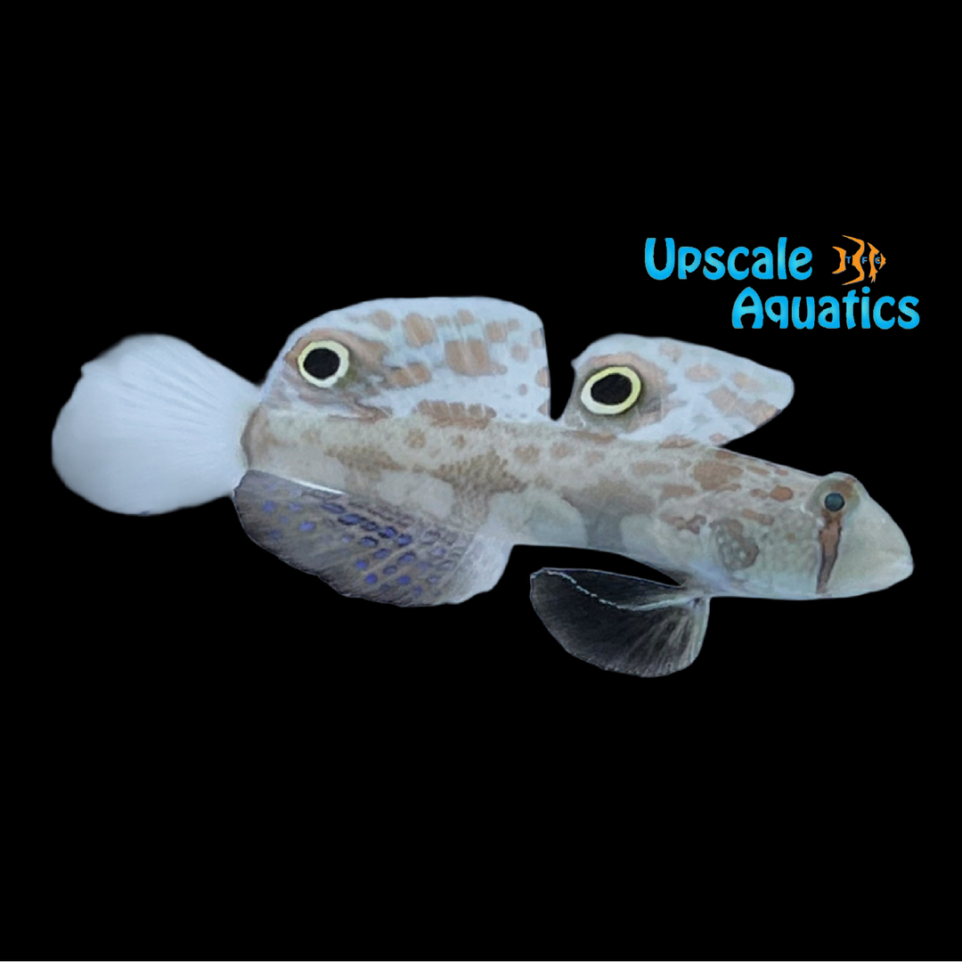 Twin Spot Goby (Signigobius biocellatus)