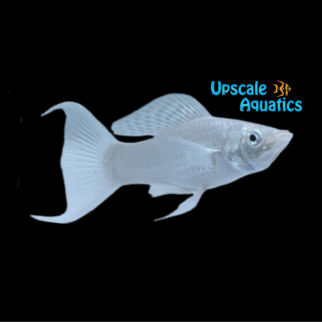 Silver Lyretail Molly (Poecilia latipinna)