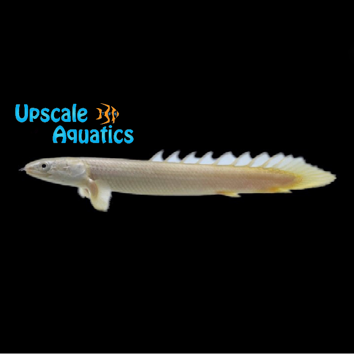 Semi-Platinum Senegal Bichir (Polypterus senegalus)