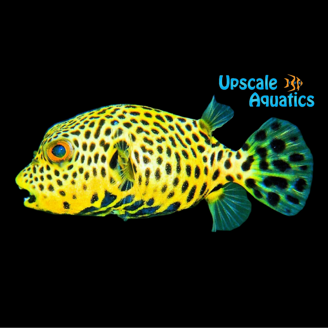 Golden Starry Puffer (Arothron stellatus var)