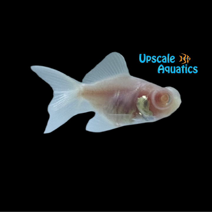 Albino Red & White Moor Goldfish (Carassius auratus)