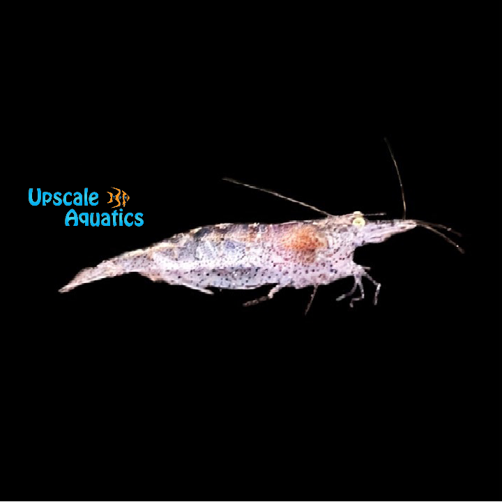 Gold Nebula Shrimp (Caridina villadolidi)