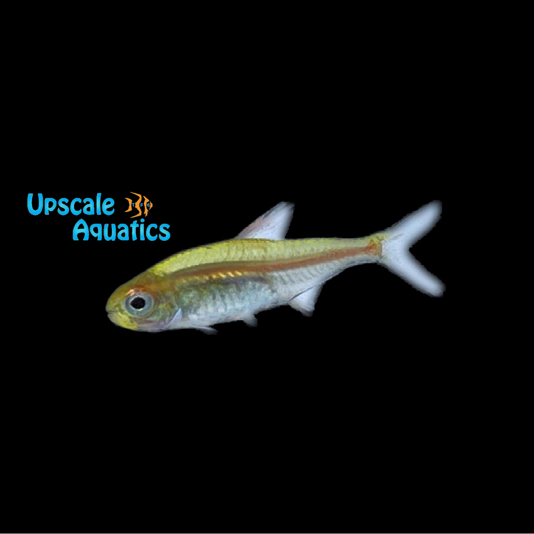 Glowlight Tetra (Hemigrammus erythrozonus)