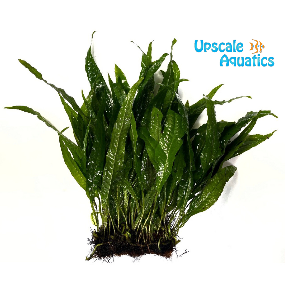 Java Fern Mat (Microsorum pteropus mat)