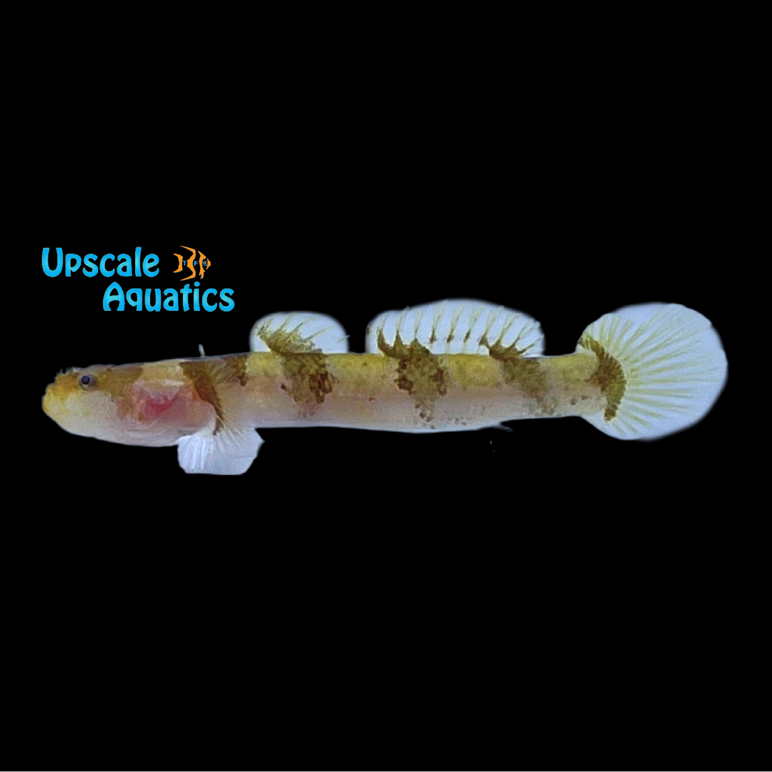 Jaguar Goby (Gobiopsis quinquecincta)