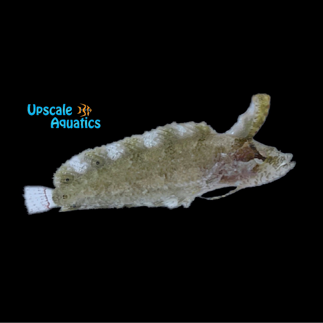 Blackfin Rhino Blenny (Paraclinus nigripinnis)