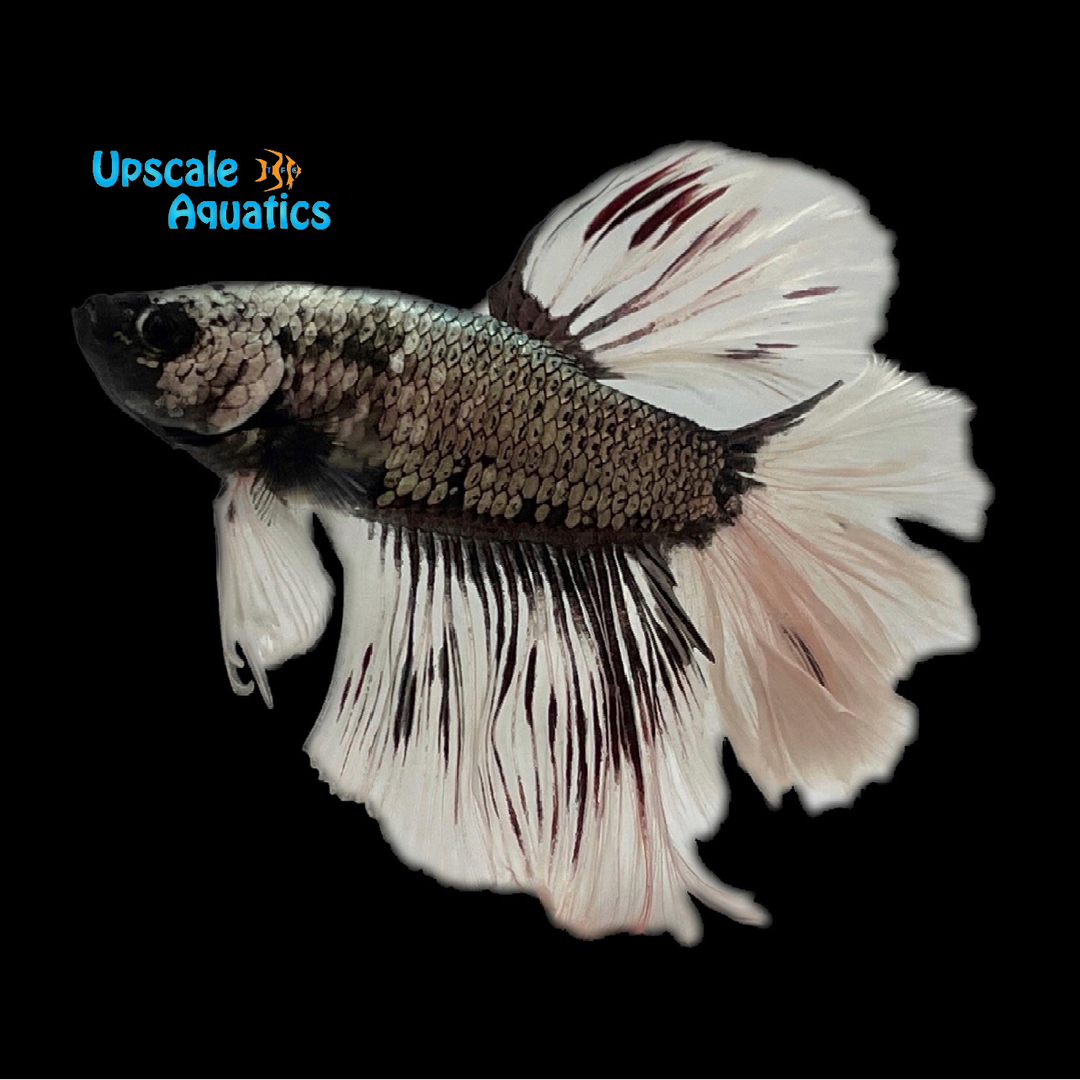 Black Metallic Halfmoon Betta - Male (Betta splendens)