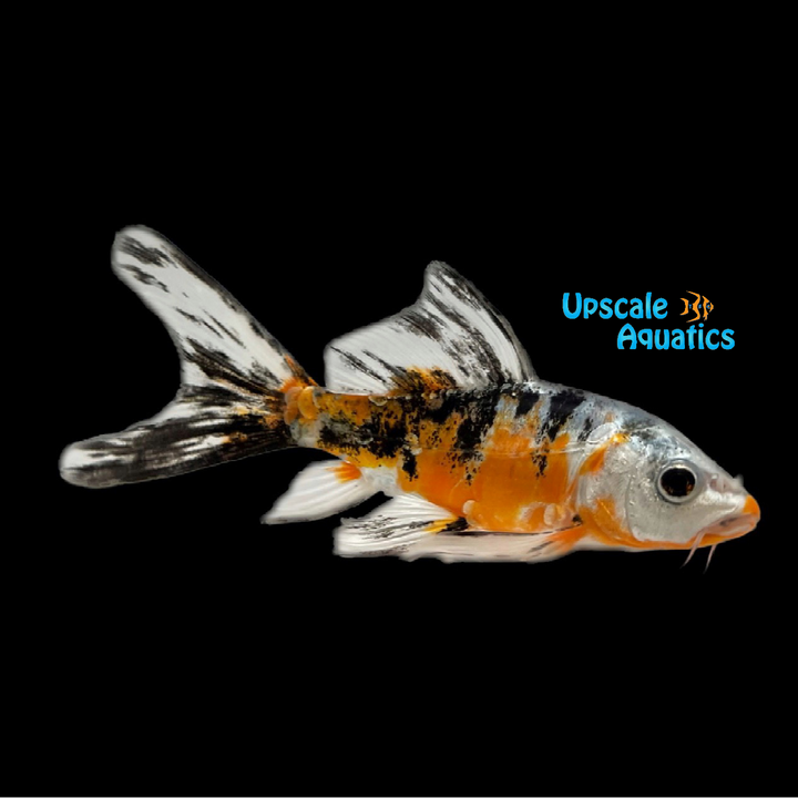 Assorted Butterfly Koi (Cyprinus sp.)