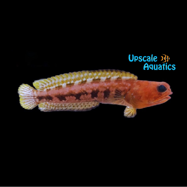 El Diablo Jawfish (Opistognathus variabilis)