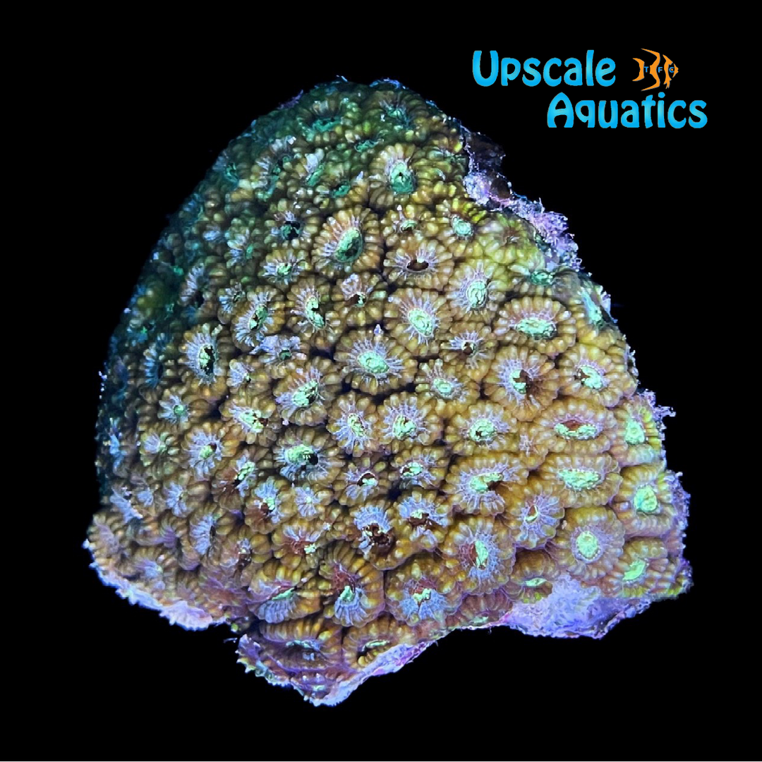 Favia Brain Coral (Favia sp.)