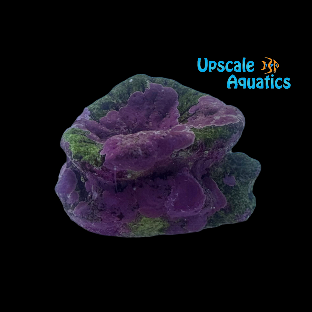 Encrusting Live Coralline Starter Piece (Lithophyllum sp.)