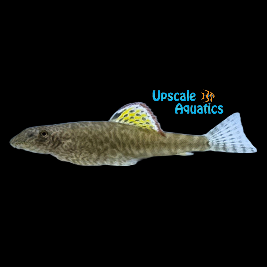 Myer's Hillstream Loach (Pseudogastromyzon myersi)