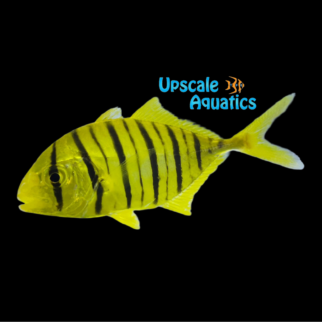 Golden Trevally Pilotfish (Gnathanodon speciosus)