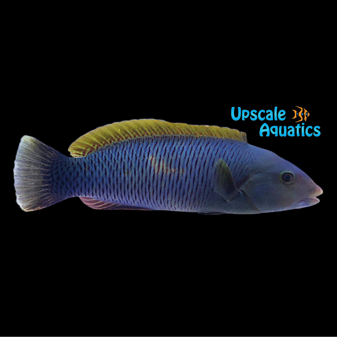 Blacktail Wrasse (Thalassoma ballieui)