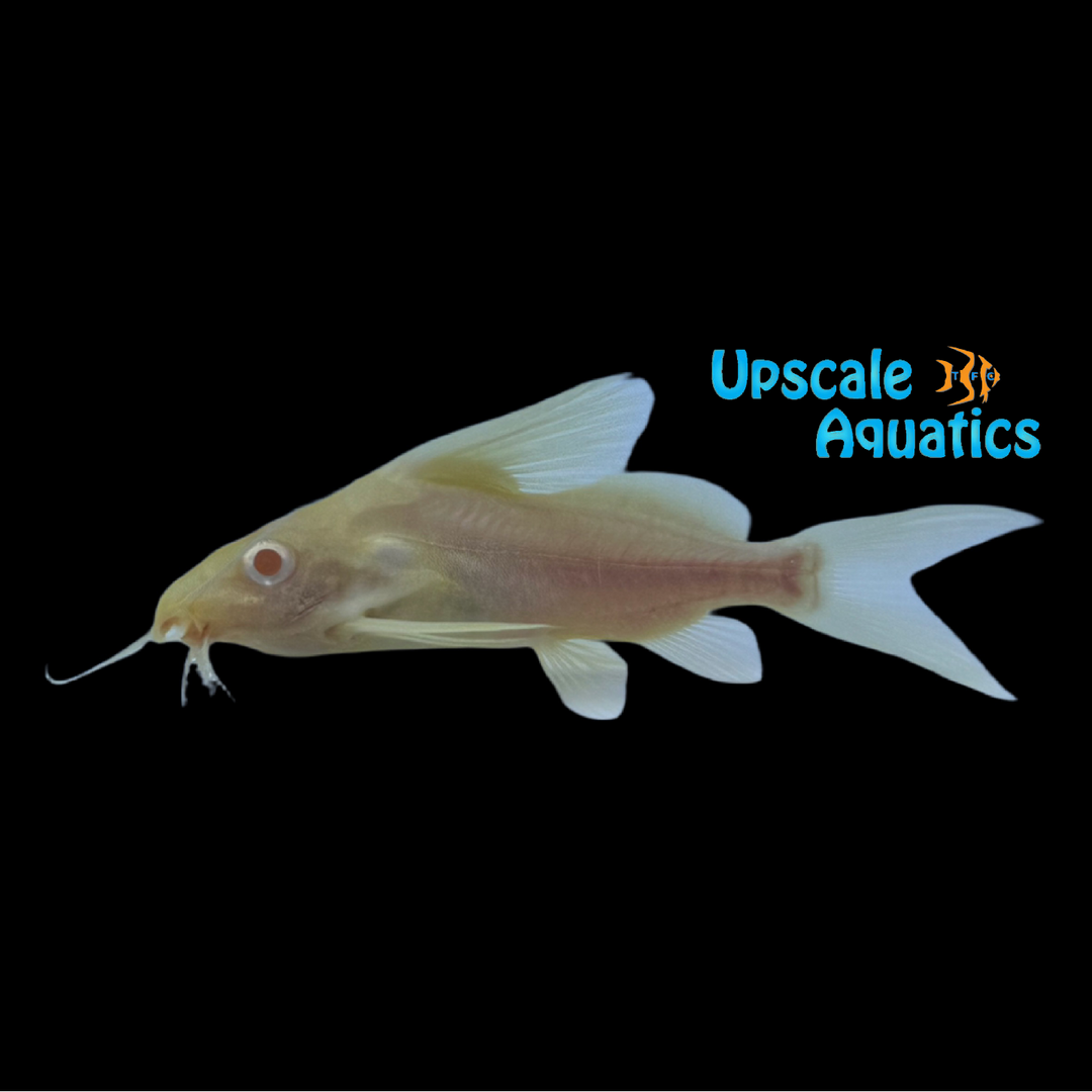 Albino Featherfin Synodontis (Synodontis eupterus albino)