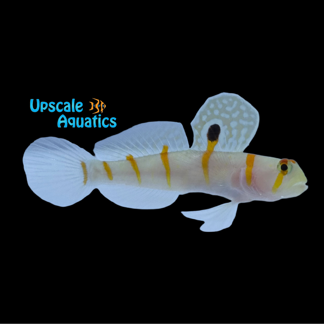 Randall's Prawn Goby (Amblyeleotris randalli)