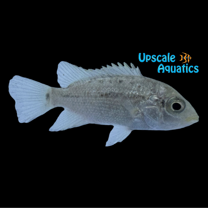 Black Nasty Cichlid (Nandopsis haitiensis)