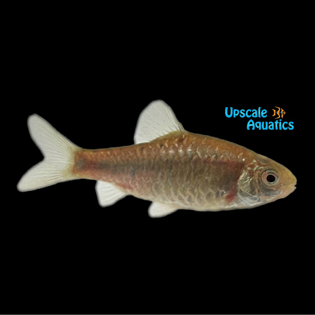 Chinese Barb (Barbodes semifasciolatus)