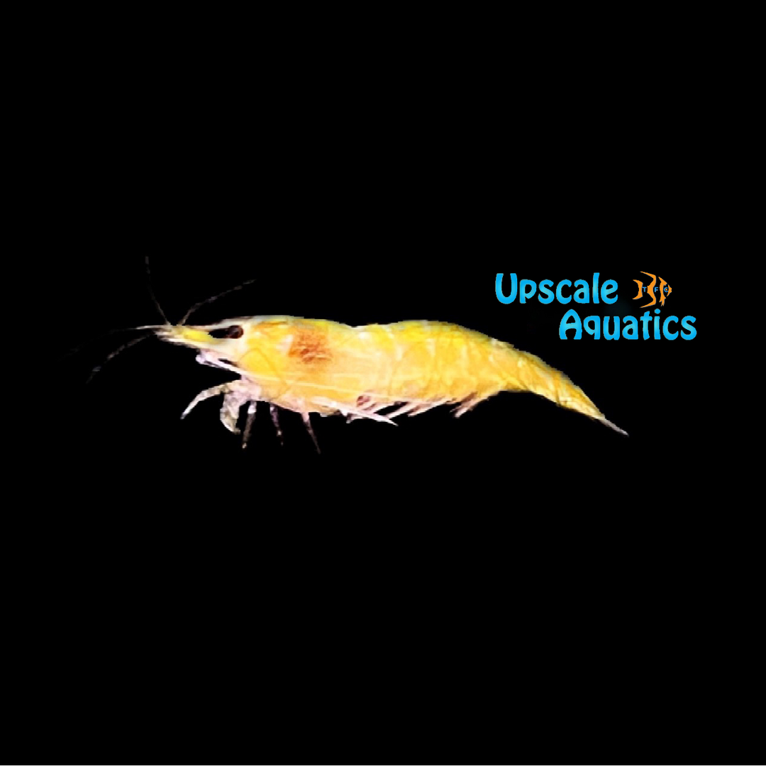Yellow Fire Shrimp (Neocaridina davidi)