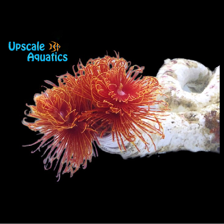 Red Coco Worm (Protula bispiralis)