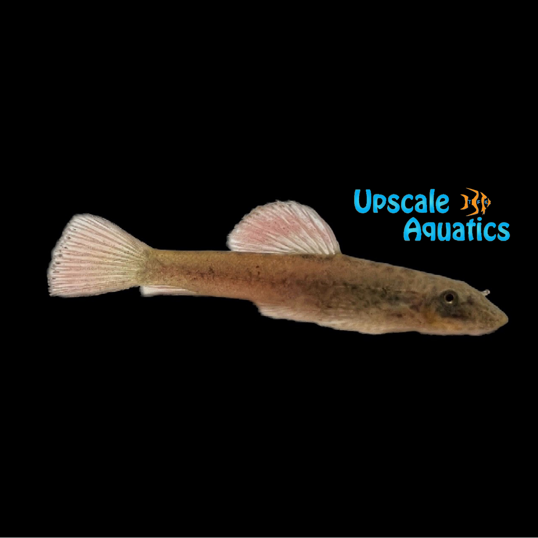 Purple Fin Hillstream Loach (Pseudogastromyzon laticeps)