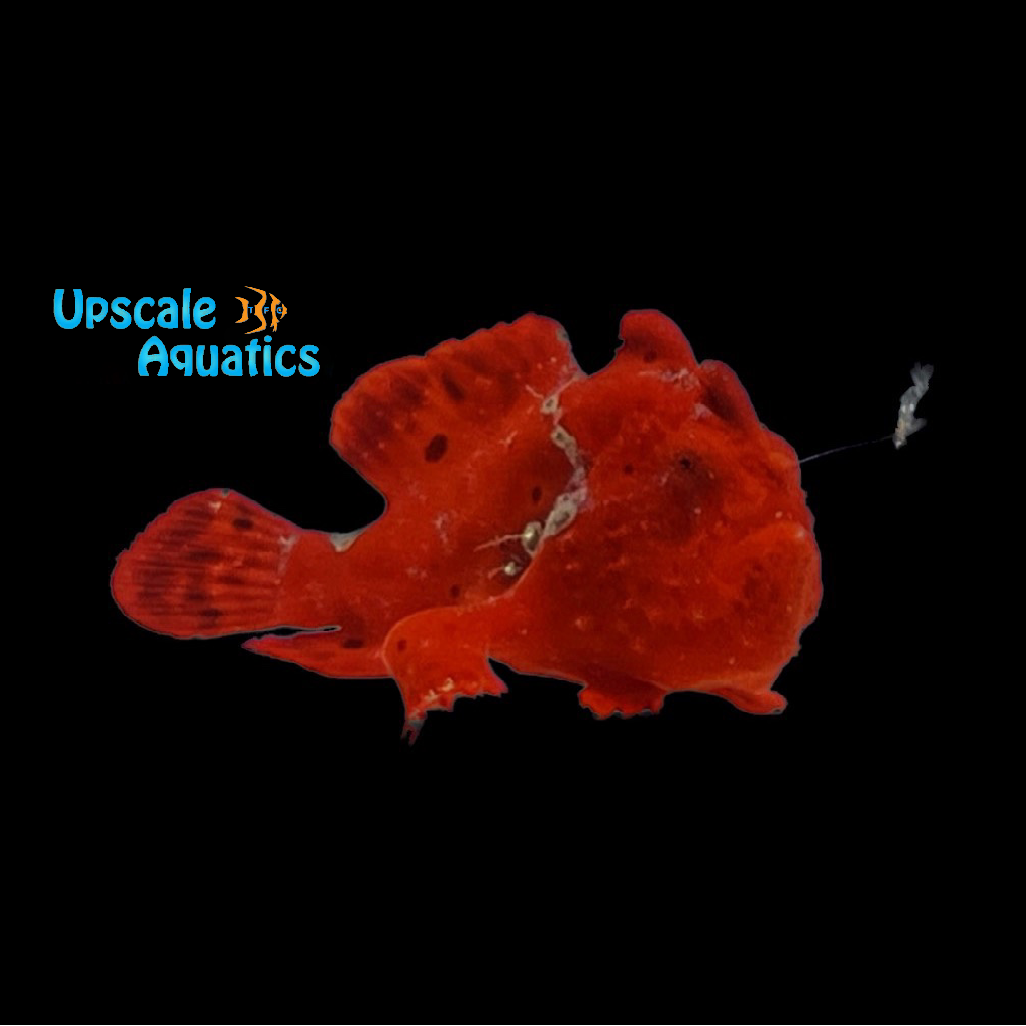Neon Red Wartskin Angler (Antennarius maculatus)