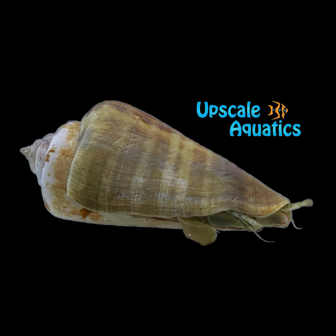 Tiger Sand Conch (Strombus sp.)