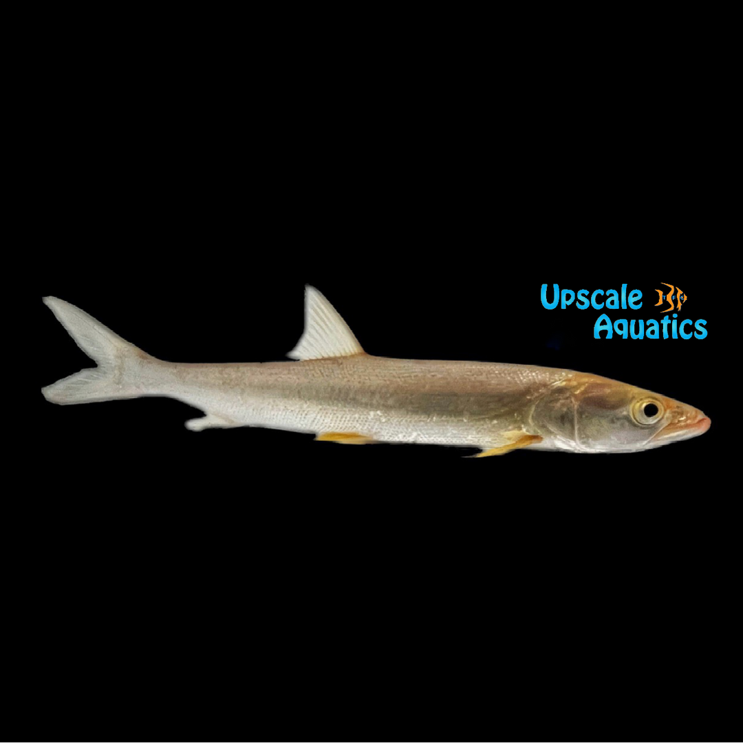 Chinese Tigerfish (Elopicthys bambusa)